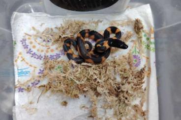 Schlangen kaufen und verkaufen Foto: 2.0 cb. 2025 Bothrochilus boa Schlangen kaufen und verkaufen Foto: 2.0 cb. 2025 Bothrochilus boa