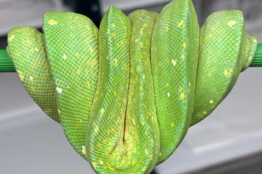 Schlangen kaufen und verkaufen Photo: Morelia viridis male 2023 Schlangen kaufen und verkaufen Photo: Morelia viridis male 2023