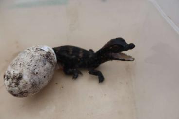 other lizards kaufen und verkaufen Photo: Paleosuchus trigonatus juvenile