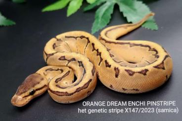 Pythons kaufen und verkaufen Foto: Orange dream yellow belly enchi fire piebald 