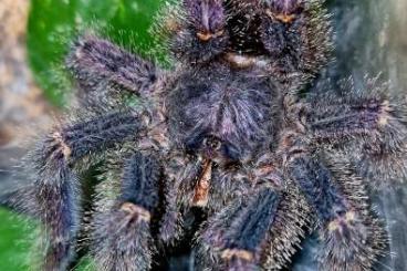 Spiders and Scorpions kaufen und verkaufen Photo: Bitte zum Versand Avicularia bicegoi (nicolai) Spiders and Scorpions kaufen und verkaufen Photo: Bitte zum Versand Avicularia bicegoi (nicolai)