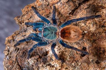 Spiders and Scorpions kaufen und verkaufen Photo: Biete für Hamm verschiedene adulten Tiere Spiders and Scorpions kaufen und verkaufen Photo: Biete für Hamm verschiedene adulten Tiere