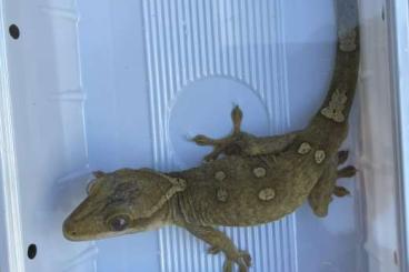 Geckos kaufen und verkaufen Photo: Rhacodactylus for Hamm, DDI…