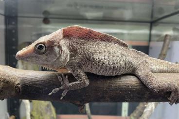 Echsen kaufen und verkaufen Foto: Anolis (Chamaeleolis) barbatus, guamuhaya, sp Echsen kaufen und verkaufen Foto: Anolis (Chamaeleolis) barbatus, guamuhaya, sp