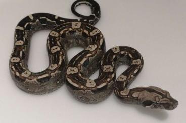 Snakes kaufen und verkaufen Photo: ♀️IMG Aztec Jungle 100% Het VPI 66% Poss Anery T1♂️IMG 100% Het VPI 66