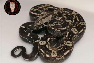 Boas kaufen und verkaufen Foto: ♀️ IMG Aztec Jungle 100% Het VPI 66% Poss Anery T1 Cb22