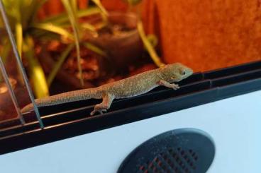 Geckos kaufen und verkaufen Photo: Eurydayctylodes agricolae Geckos kaufen und verkaufen Photo: Eurydayctylodes agricolae