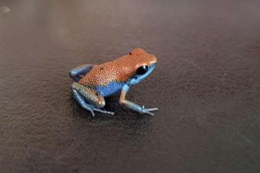 Poison dart frogs kaufen und verkaufen Photo: Oophaga pumilio Esperanza / Escudo
