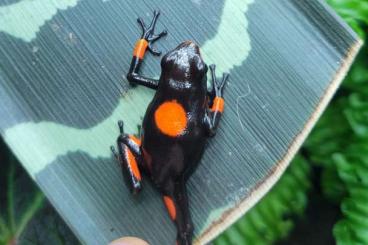 Poison dart frogs kaufen und verkaufen Photo: Oophaga histr. Bullseye / sylvatica Diablo / escudo / anchicayensis