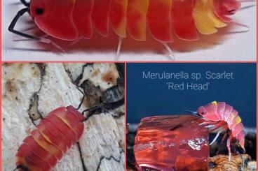 Krebstiere terrestrisch  kaufen und verkaufen Foto: Merulanella sp. Scarlet / Scarlet 'Red Head' und 'High Yellow' 