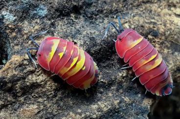 Krebstiere terrestrisch  kaufen und verkaufen Foto: Merulanella sp. Scarlet / Scarlet 'Red Head' und 'High Yellow' 