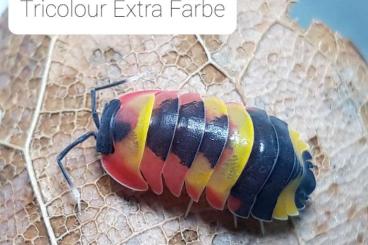 Krebstiere terrestrisch  kaufen und verkaufen Foto: Merulanella sp. Tricolor 'Extra Farbe' - Isopod - Zierassel