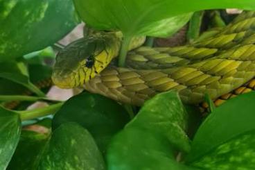 Schlangen kaufen und verkaufen Foto: 1.1     Dendroaspis viridis 