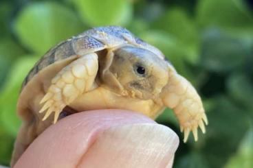 Tortoises kaufen und verkaufen Photo: Kleinmanni Schildkrötenbabys