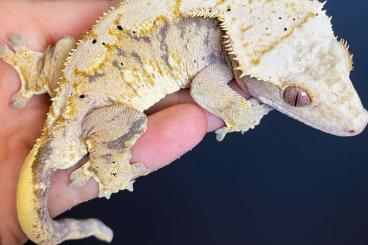 Geckos kaufen und verkaufen Foto: Crested Geckos C. ciliatus 