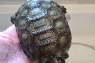 Schildkröten  kaufen und verkaufen Foto: Manouria 2 emys emys et 1 pharey