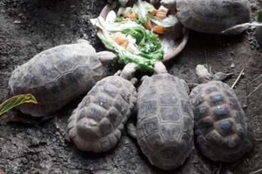 Schildkröten  kaufen und verkaufen Foto: Vend cheptel de tortue elongata