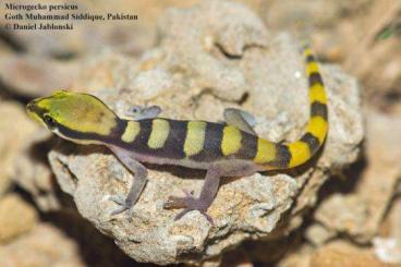 Geckos kaufen und verkaufen Photo: I'm looking 1.2 Microgecko persicus