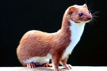 Exotic mammals kaufen und verkaufen Photo: I'm looking for Mustela nivalis pair.