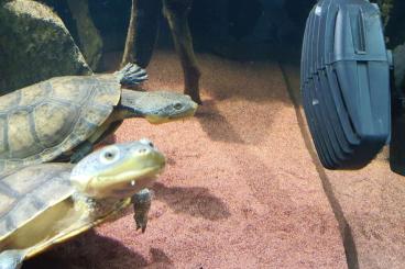 Schildkröten  kaufen und verkaufen Foto: Mesoclemmys raniceps   1.1