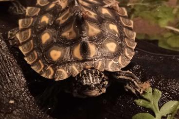 Schildkröten  kaufen und verkaufen Foto: Suche Graptemys flavimaculata 0.1-0.2