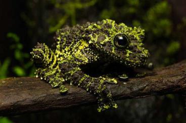 Frösche  kaufen und verkaufen Foto: Suche Theloderma Corticale / Vietnamesischer Moosfrosch 