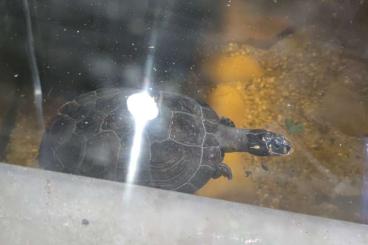 Sumpfschildkröten kaufen und verkaufen Foto: Verkaufe 1.0 Podocnemis unifilis Terekay Schienenschildkröte 150€ VB