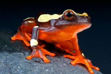 Frösche kaufen und verkaufen Foto: Suche Dendropsophus alle Arten Frösche kaufen und verkaufen Foto: Suche Dendropsophus alle Arten