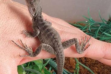 Lizards kaufen und verkaufen Photo: 0.0.X Intellagama Lesueurii (ENZ 05/25)