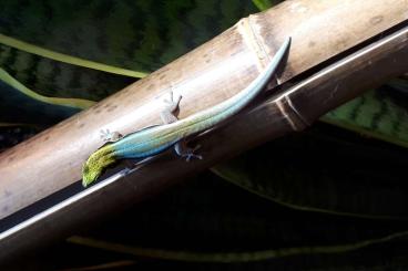 Geckos kaufen und verkaufen Photo: Phelsuma klemmeri aus eigener Nachzucht
