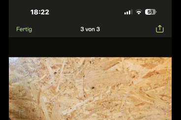 Schlangen kaufen und verkaufen Foto: 2.0 Kornnattern abzugeben