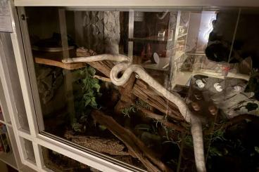 Colubrids kaufen und verkaufen Photo: Kornnatter Snow (Pantherophis guttatus) Colubrids kaufen und verkaufen Photo: Kornnatter Snow (Pantherophis guttatus)