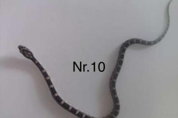Nattern ungiftige kaufen und verkaufen Foto: Frische kornnattern abzugeben Nattern ungiftige kaufen und verkaufen Foto: Frische kornnattern abzugeben