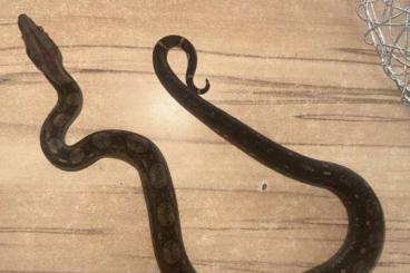 Boas kaufen und verkaufen Foto: Boa imperator mix abzugeben Boas kaufen und verkaufen Foto: Boa imperator mix abzugeben