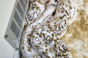 Pythons kaufen und verkaufen Foto: High white Calico Reticulated pythons