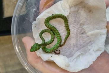 Giftschlangen kaufen und verkaufen Foto: Rare trimeresurus sp Kanburiensis, Rubeus, Honsonensis, Truongsonensis