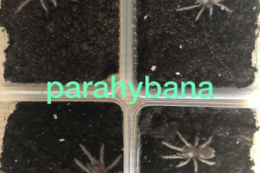Spinnen und Skorpione kaufen und verkaufen Foto: Psalmopoeus irminia, Lasiodora parahybana