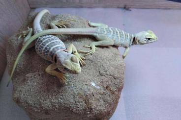 Lizards kaufen und verkaufen Photo: Crotaphytus Vestigium 1,1 CB06/2021