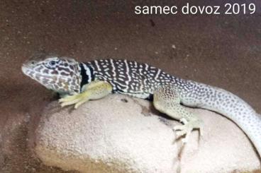 Lizards kaufen und verkaufen Photo: Crotaphytus Vestigium 1,1