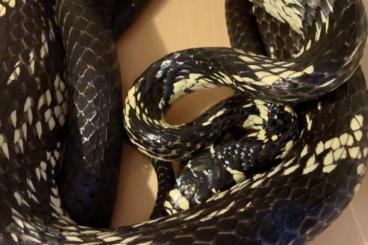 Schlangen kaufen und verkaufen Foto: Spilotes pullatus Hühnerfresser