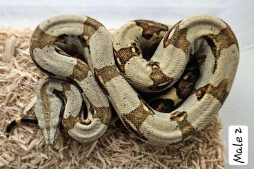 Schlangen kaufen und verkaufen Foto: Peruvian longtailed boas - for sale/trade - Hamm