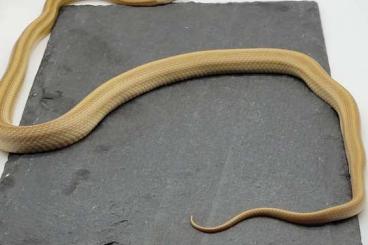 Snakes kaufen und verkaufen Photo: Verschiedene Kornnattern abzugeben.