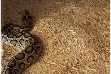 Venomous snakes kaufen und verkaufen Photo: 1.1 Daboia russelii  cb22