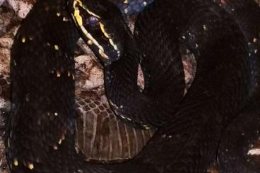 Giftschlangen kaufen und verkaufen Foto: Agkistrodon  taylori, bilineatus