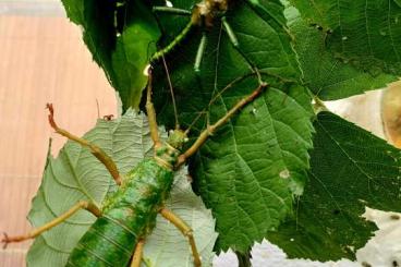 Insects kaufen und verkaufen Photo: Mearnsiana bullosa Eggs abzugeben Insects kaufen und verkaufen Photo: Mearnsiana bullosa Eggs abzugeben