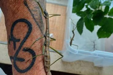 Insects kaufen und verkaufen Photo: Nuichua rabaeyae nui chua Eier abzugeben Insects kaufen und verkaufen Photo: Nuichua rabaeyae nui chua Eier abzugeben