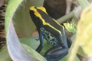 Pfeilgiftfrösche kaufen und verkaufen Foto: 1.0 Dendrobates tinctorius "Brasilianer"