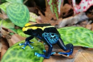 Pfeilgiftfrösche kaufen und verkaufen Foto: Biete 1.0 Dendrobates tinctorius "Brasilianer"