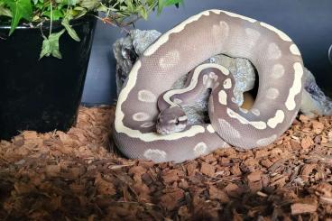 Ball Pythons kaufen und verkaufen Photo: 1.0 GHI Mojave Desert Ghost Ball Pythons kaufen und verkaufen Photo: 1.0 GHI Mojave Desert Ghost