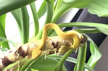 Schlangen kaufen und verkaufen Foto: TRIMERESURUS INSULARIS YELLOW